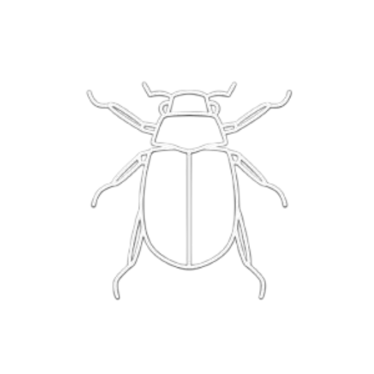 insect